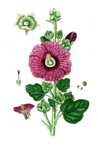 Alcea rosea