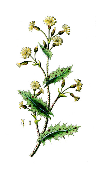 Lactuca virosa