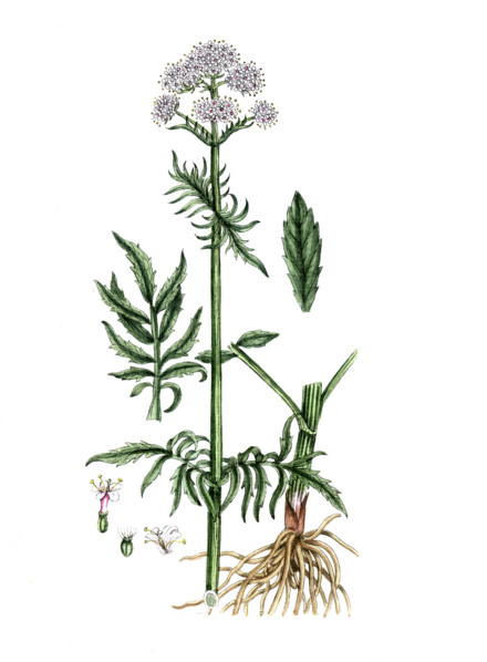 Valeriana officinalis