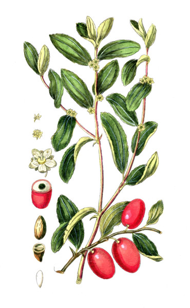 Valeriana officinalis