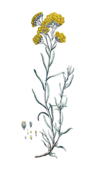 Gnaphalium stoechas