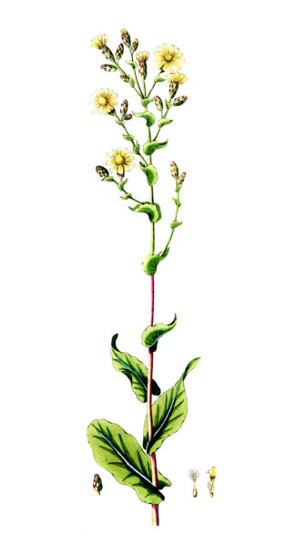 Lactuca sativa