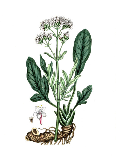 Valeriana phu