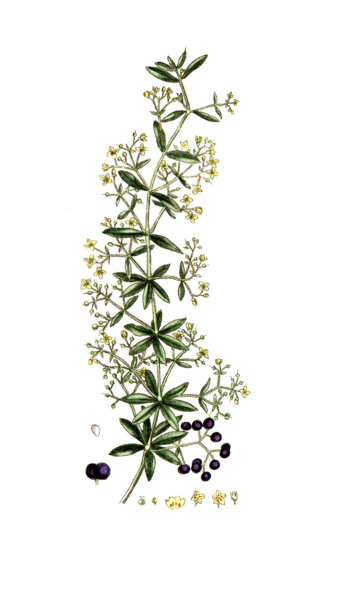 Rubia tinctorum