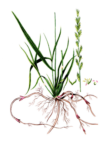 Rubia tinctorum