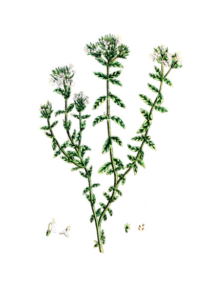 Cannabis sativa
