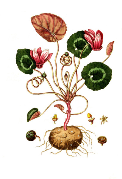 Cyclamen graecum