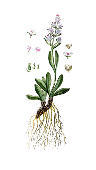 Valeriana celtica