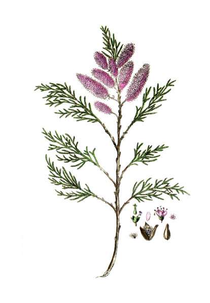 Tamarix gallica