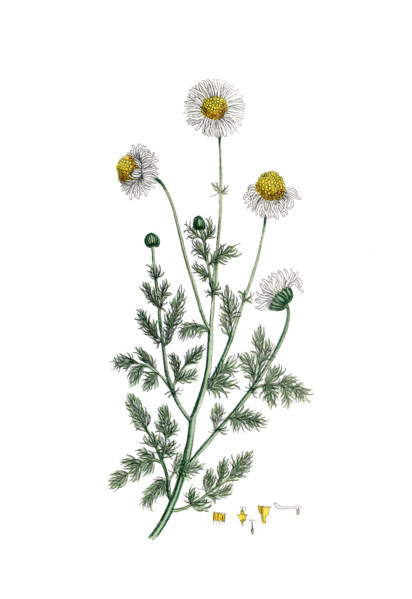 Anthemis nobilis