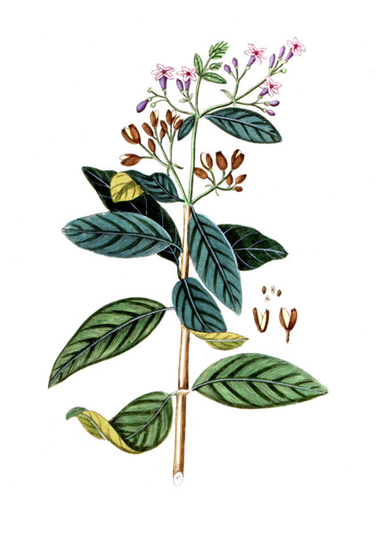 Pyrola rotundifolia