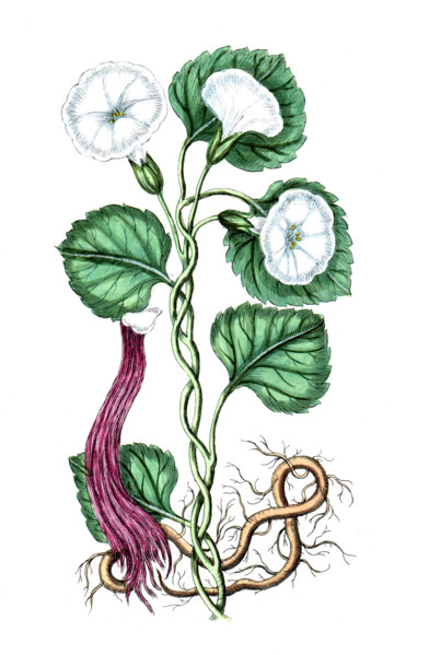 Convolvul turpetum