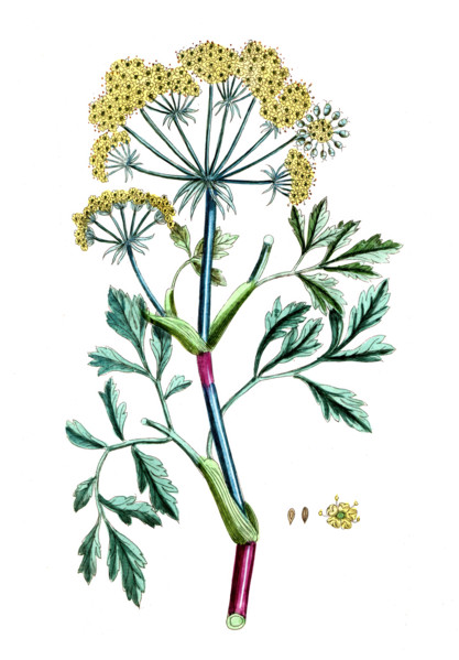 Bubon galbanum