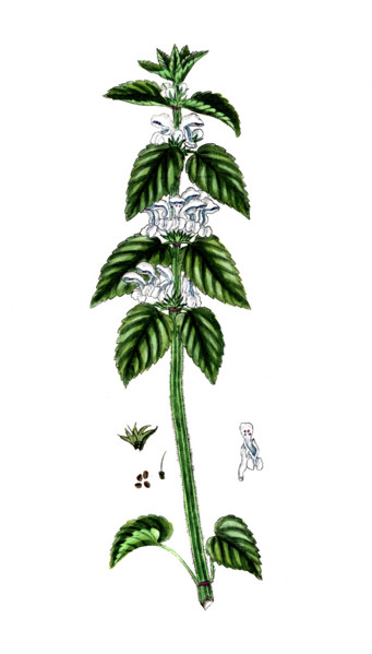 Lamium album