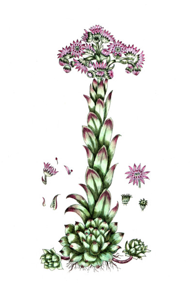 Sempervirum tectorum