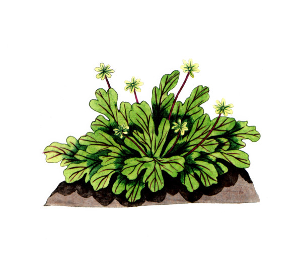 Sempervirum tectorum