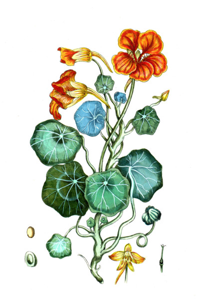 Tropacolum majus