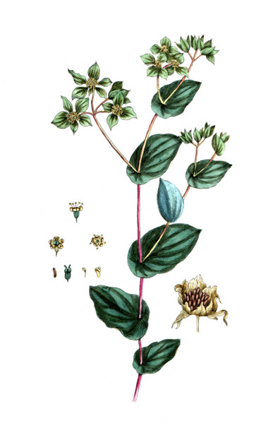 Bupleurum rotundifolium