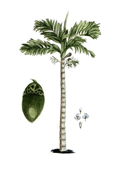 Areca catechu