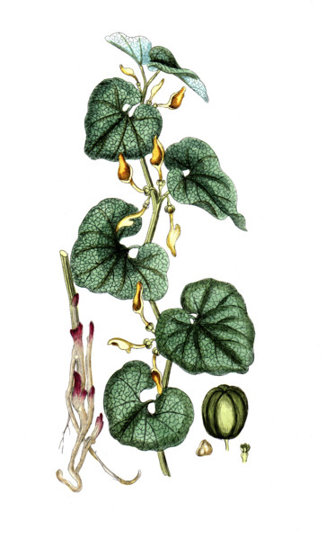 Aristotochia clematis