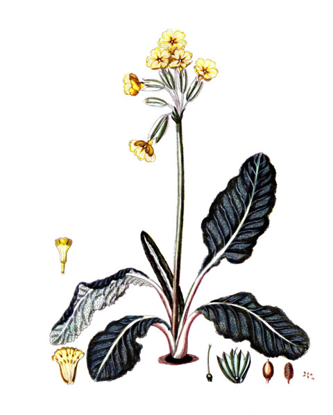 Primula veris