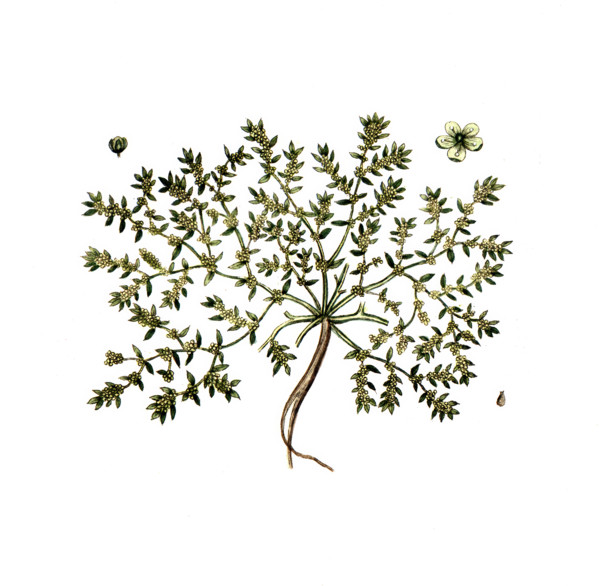 Herniaria glabra