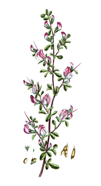 Herniaria glabra