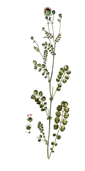 Poterium sanguisorba