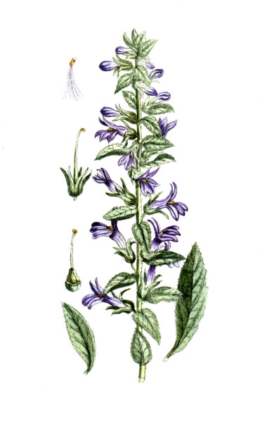 Lobelia siphilitica