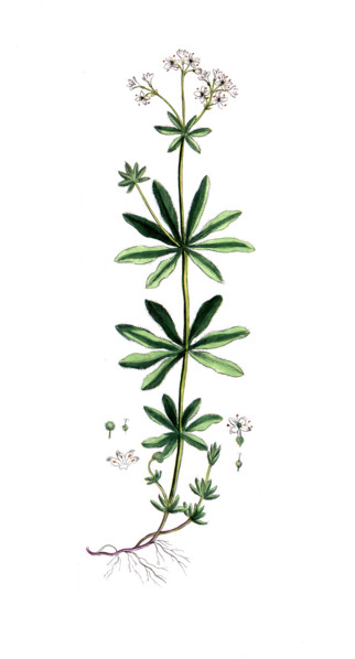 Asperula odorata
