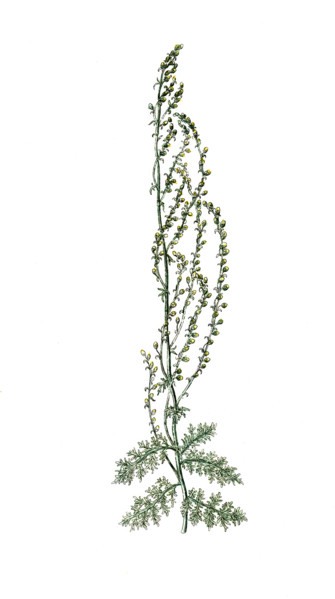 Artemisia santonicum
