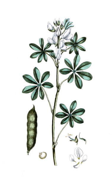 Lupinus albus