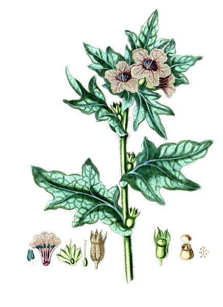 Hyoscyamus niger