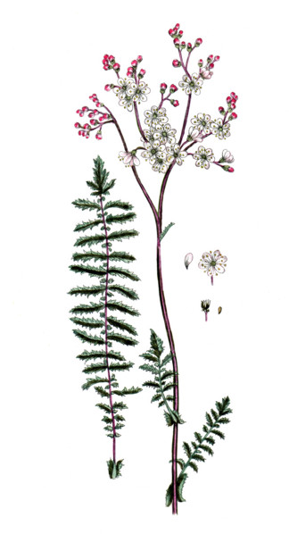 Spirea filipendula