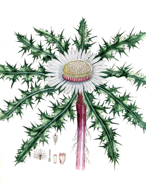 Carlina acaulis