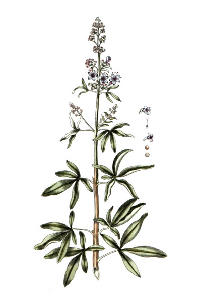 Vitex agnus castus