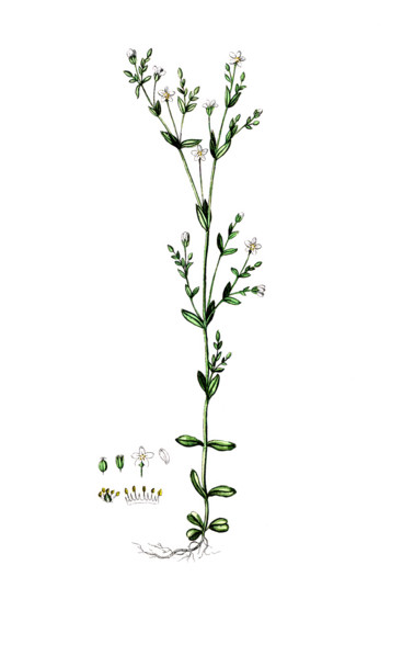 Linum catharticum