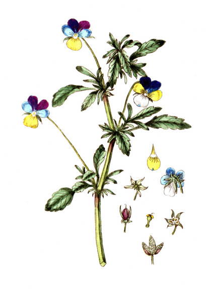 Viola tricolor