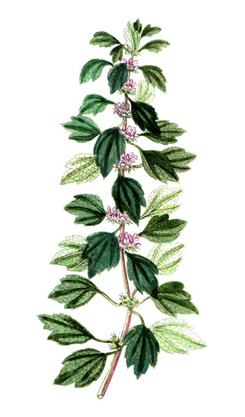 Leonurus cardiaca