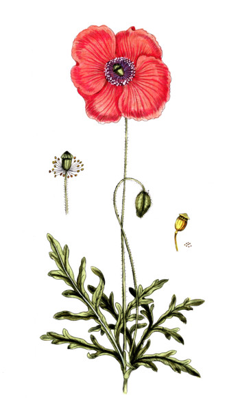 Papaver rhoeas