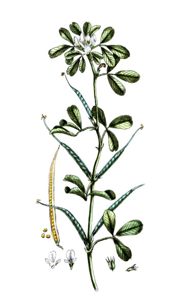 Trigonella foenum graecum