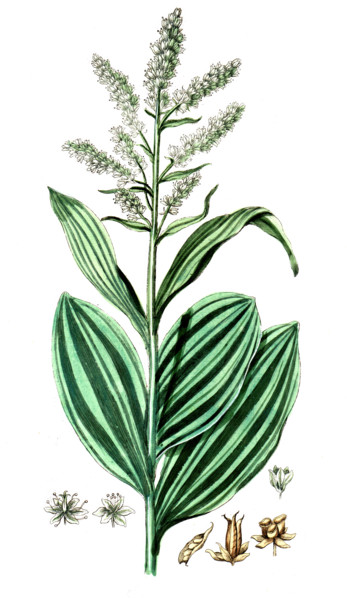 Veratrum album