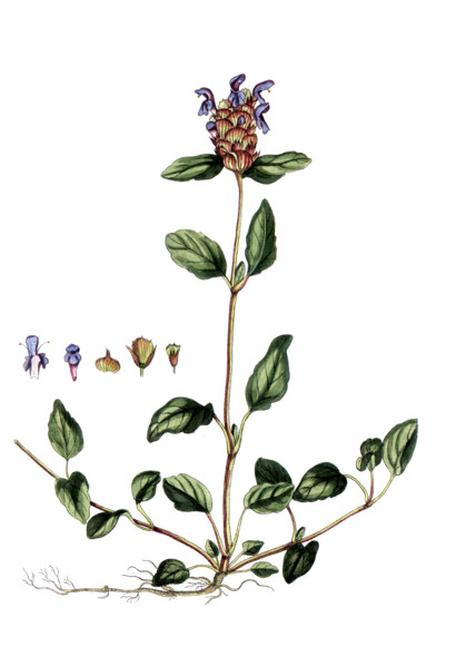Prunella vulgaris