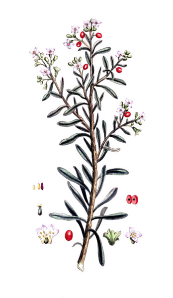 Daphne gnidium