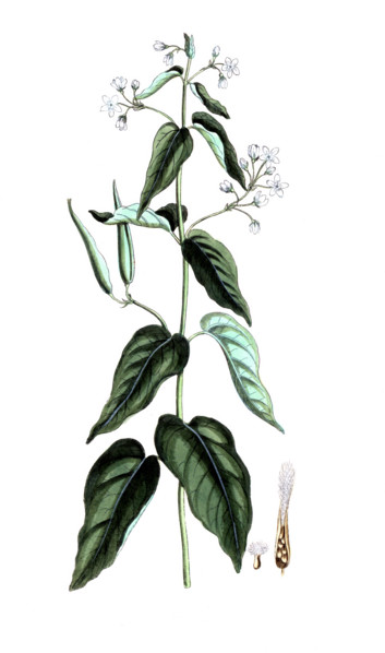 Vincetoxicum hirundinaria