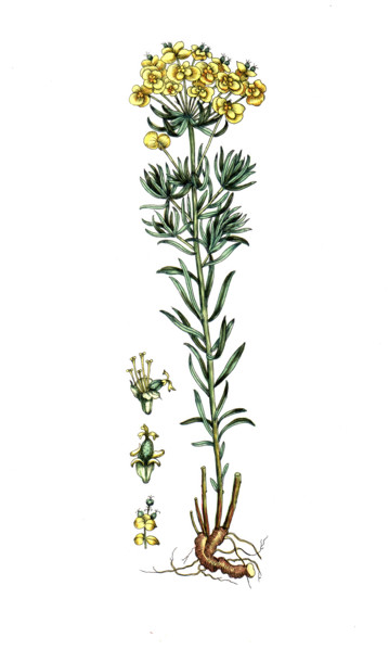 Euphorbia cyparissias