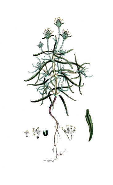 Plantago afra