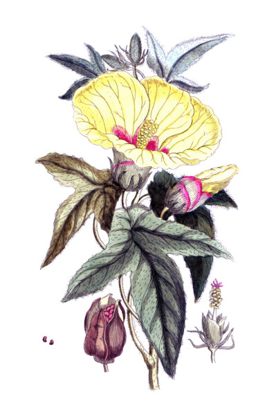 Orchis morio