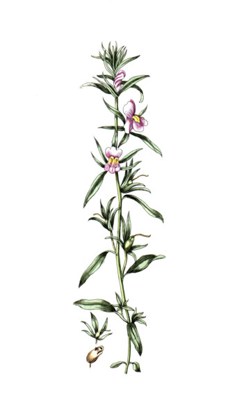 Anthirrinum orontium
