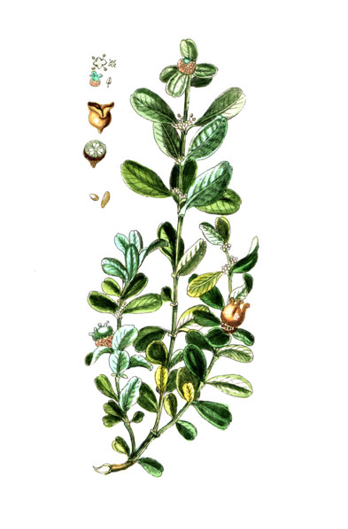 Buxus sempervirens
